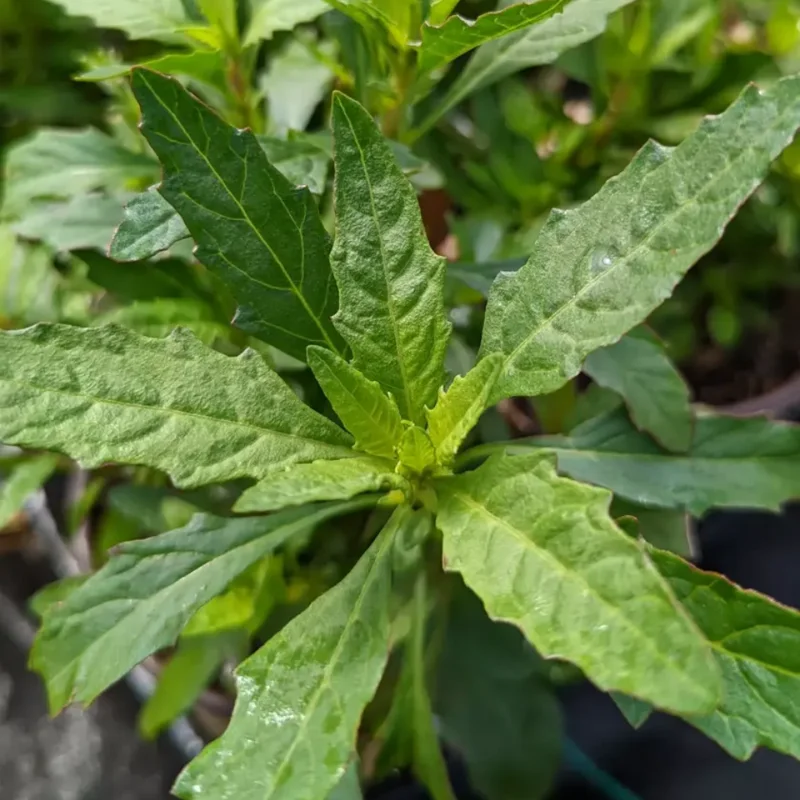 Epazote Herb Plant - 2 Live Plants - 4-6 Inches - 4 Inch Pot - Outdoor Planting