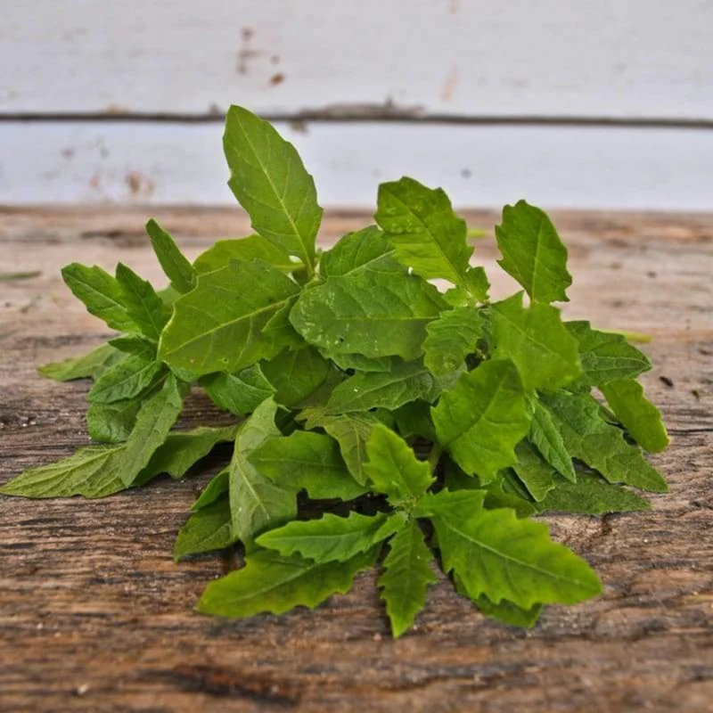 Epazote Herb Plant - 2 Live Plants - 4-6 Inches - 4 Inch Pot - Outdoor Planting