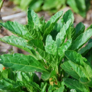 Epazote Herb Plant - 2 Live Plants - 4-6 Inches - 4 Inch Pot - Outdoor Planting