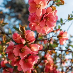 Peach Quince Flowering Plant - Double Flower Shrub Outdoor - 5-7 Inches Tall