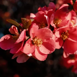 Peach Quince Flowering Plant - Double Flower Shrub Outdoor - 5-7 Inches Tall