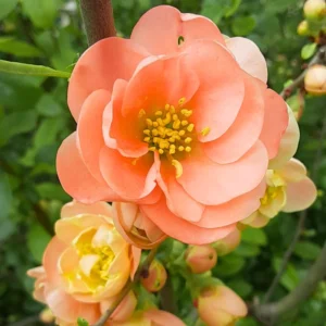 Peach Quince Flowering Plant - Double Flower Shrub Outdoor - 5-7 Inches Tall