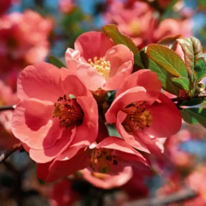 Peach Quince Flowering Plant - Double Flower Shrub Outdoor - 5-7 Inches Tall