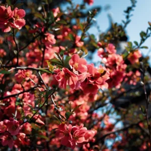 Peach Quince Flowering Plant - Double Flower Shrub Outdoor - 5-7 Inches Tall