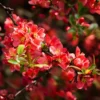 Red Quince Flowering Plant, Double Flower Shrub, 5-7 Inch Outdoor Planting