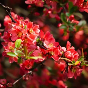 Red Quince Flowering Plant, Double Flower Shrub, 5-7 Inch Outdoor Planting