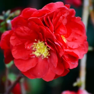 Red Quince Flowering Plant, Double Flower Shrub, 5-7 Inch Outdoor Planting