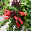 Curly Lipstick Plant Set - Red Aeschynanthus Aeschynanthus in 3 Inch Pots - Indoor Houseplant
