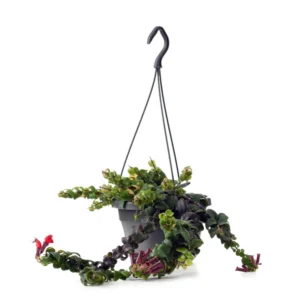 Curly Lipstick Plant Set - Red Aeschynanthus Aeschynanthus in 3 Inch Pots - Indoor Houseplant