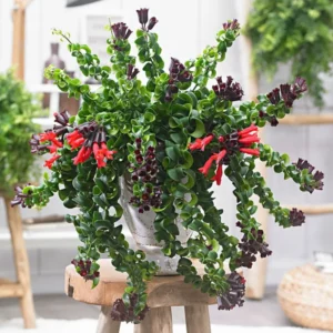 Curly Lipstick Plant Set - Red Aeschynanthus Aeschynanthus in 3 Inch Pots - Indoor Houseplant