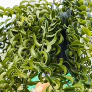 Curly Lipstick Plant Set - Red Aeschynanthus Aeschynanthus in 3 Inch Pots - Indoor Houseplant