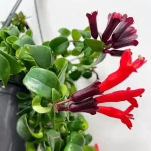 Curly Lipstick Plant Set - Red Aeschynanthus Aeschynanthus in 3 Inch Pots - Indoor Houseplant