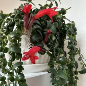 Red Curly Lipstick Plant Live - 3-5 Inch Twisted Vine - Indoor Growing