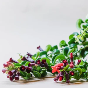 Red Curly Lipstick Plant Live - 3-5 Inch Twisted Vine - Indoor Growing