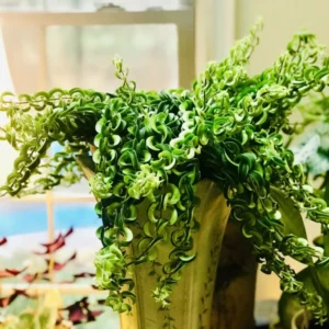 Red Curly Lipstick Plant Live - 3-5 Inch Twisted Vine - Indoor Growing