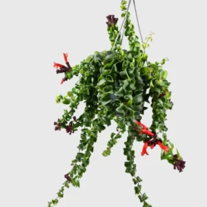 Red Curly Lipstick Plant Live - 3-5 Inch Twisted Vine - Indoor Growing