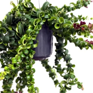 Red Curly Lipstick Plant Live - 3-5 Inch Twisted Vine - Indoor Growing