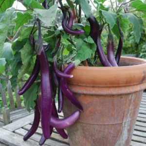 Long Eggplant Plant Live - Purple Vegetable Plant 4 Inch Pot - Outdoor Garden Ready