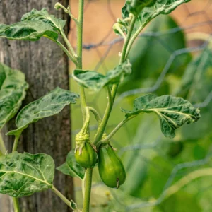 Long Eggplant Plant Live - Purple Vegetable Plant 4 Inch Pot - Outdoor Garden Ready