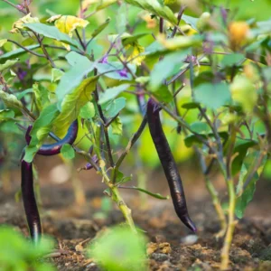Long Eggplant Plant Live - Purple Vegetable Plant 4 Inch Pot - Outdoor Garden Ready