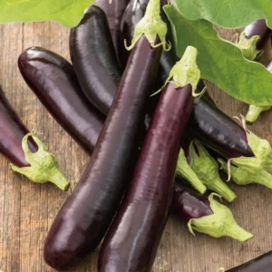 Long Eggplant Plant Live - Purple Vegetable Plant 4 Inch Pot - Outdoor Garden Ready
