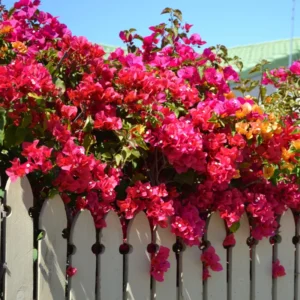 Bougainvillea Plant Live - Flowering Perennial Starter Tree 6-8 Inches