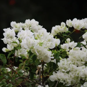 White Bougainvillea Plant Live, Rooted Starter Tree, 6-8 Inches, Perennial Flowering