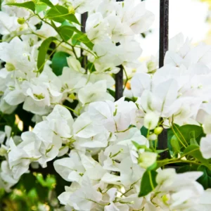 White Bougainvillea Plant Live, Rooted Starter Tree, 6-8 Inches, Perennial Flowering