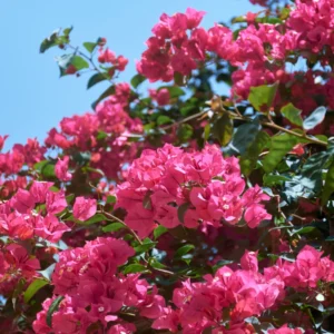 Pink Bougainvillea Plant Live - 6-8 Inches Rooted Flowering Perennial Starter