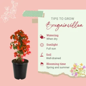 Red Bougainvillea Plant Live - 6-8 Inch Starter Flowering Perennial