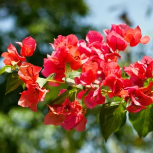 Red Bougainvillea Plant Live - 6-8 Inch Starter Flowering Perennial