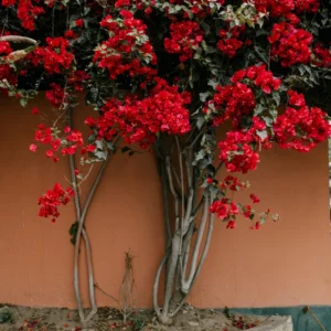 Red Bougainvillea Plant Live - 6-8 Inch Starter Flowering Perennial