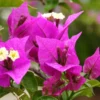 Purple Bougainvillea Plant Live - Flowering Perennial Starter 6-8 Inches