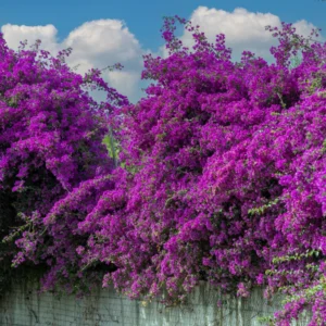 Purple Bougainvillea Plant Live - Flowering Perennial Starter 6-8 Inches
