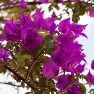Purple Bougainvillea Plant Live - Flowering Perennial Starter 6-8 Inches