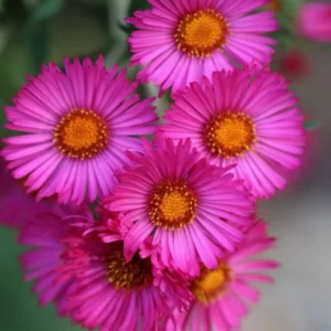 Aster Plants Live Perennial Flower Plant 2/Pot 4-6in Purple Pink Garden