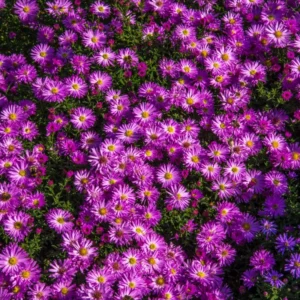 Aster Plants Live Perennial Flower Plant 2/Pot 4-6in Purple Pink Garden