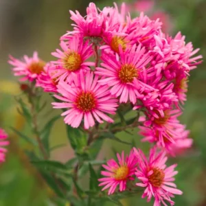 Aster Plants Live Perennial Flower Plant 2/Pot 4-6in Purple Pink Garden