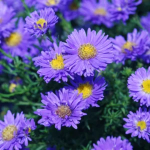 Purple Aster Plants Live Potted Perennial Flower 4-6 Inches Tall