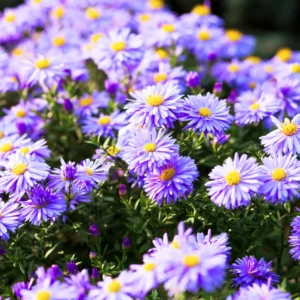 Purple Aster Plants Live Potted Perennial Flower 4-6 Inches Tall