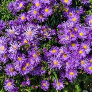 Purple Aster Plants Live Potted Perennial Flower 4-6 Inches Tall
