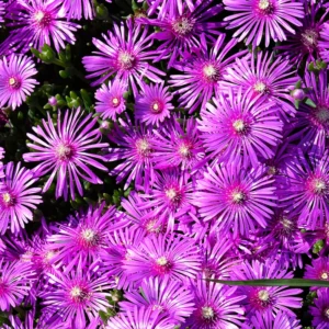 Purple Aster Plants Live Potted Perennial Flower 4-6 Inches Tall