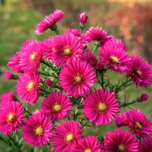 Pink Red Aster Plants - Live Perennial Aster Flower Plant - Potted - 4-6 Inches