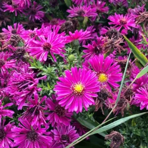 Pink Red Aster Plants - Live Perennial Aster Flower Plant - Potted - 4-6 Inches