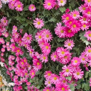 Pink Red Aster Plants - Live Perennial Aster Flower Plant - Potted - 4-6 Inches