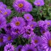 Aster Live Plants Purple Blue Flowering Perennial Outdoor Garden 4 Inch Pot