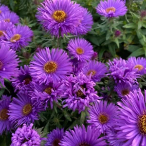 Aster Live Plants Purple Blue Flowering Perennial Outdoor Garden 4 Inch Pot