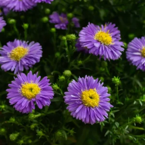 Aster Live Plants Purple Blue Flowering Perennial Outdoor Garden 4 Inch Pot
