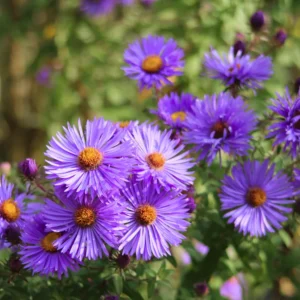 Aster Live Plants Purple Blue Flowering Perennial Outdoor Garden 4 Inch Pot