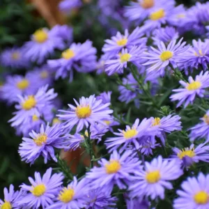 Aster Live Plants Purple Blue Flowering Perennial Outdoor Garden 4 Inch Pot